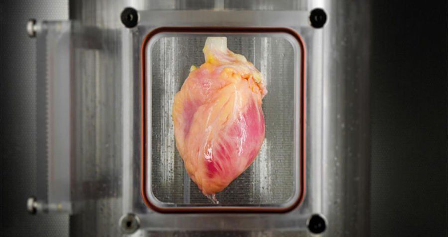 Вчені зробили людське серце зі стовбурових клітин. Вченим вдалося створити зрілу серцеву тканину в умовах лабораторії.