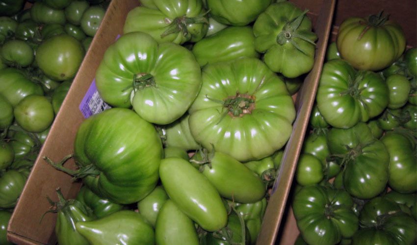 Як зберігати зелені помідори і в якому місці. Поради щодо умов зберігання зелених помідор.
