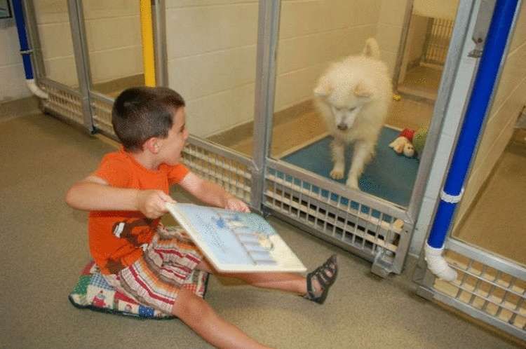 Щоб допомогти собакам повірити у любов і забути про жорстоке життя на вулиці, діти читають для них вголос. Це допомагає заляканим тваринам адаптуватися до нових умов.