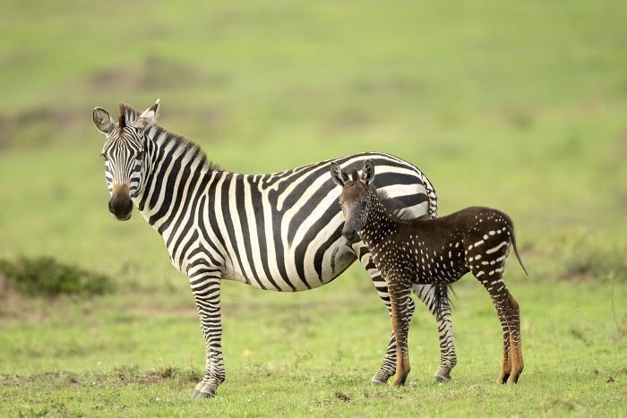 У Кенії виявили зебру з рідкісним чорним забарвленням. Зебра із незвичним забарвленням народилася в кенійському заповіднику Масаї-Мара.