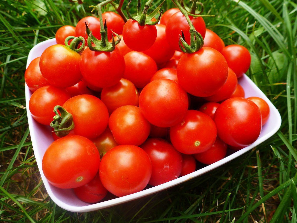 10 цікавих фактів про томати, які відомі не всім. Варто знати про помідори більше.