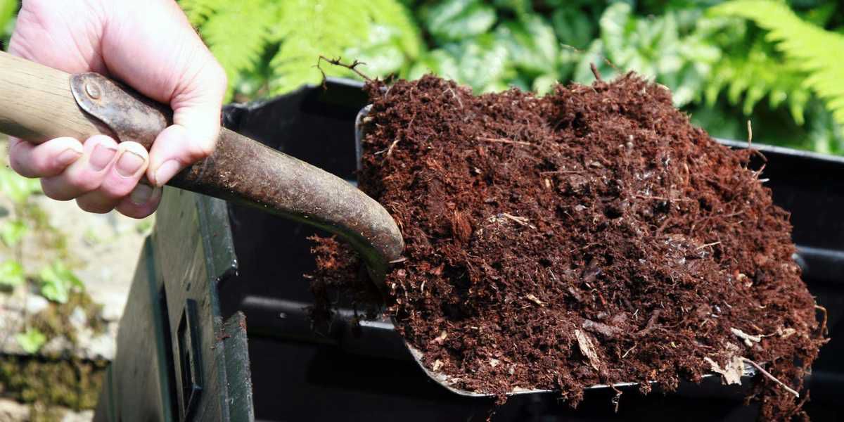 Як приготувати та використовувати перегній з опалого листя. Листовий перегній – це універсальний засіб для поліпшення структури ґрунту.