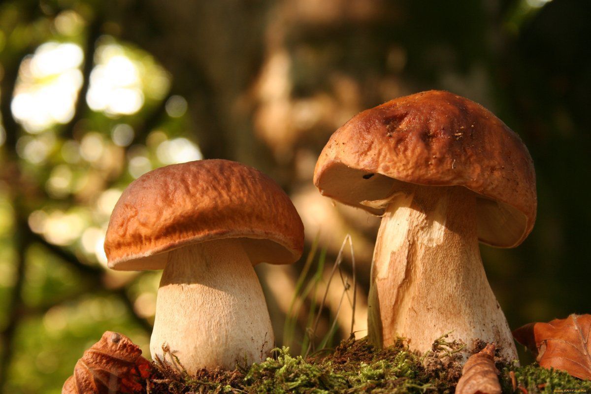Як на власній дачі можна вирощувати лісові гриби. Для цього варто знати певні правила.