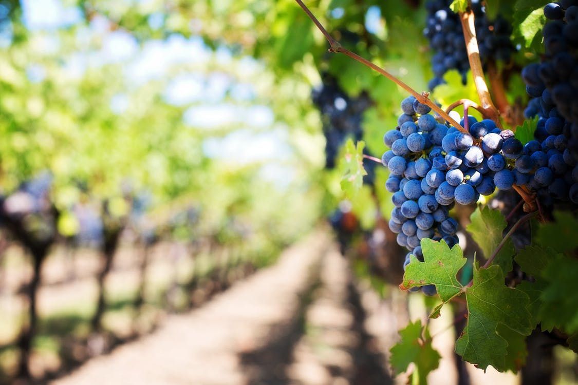 Як вибрати та підготувати місце під посадку винограду. Виноград любить світло і тепло, тому йому потрібна освітлена ділянка, захищена від холодних вітрів.