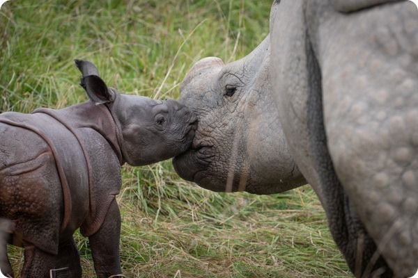 Миле дитинча індійського носорога представив сафарі-парк Уайлдс. Сьогодні індійські носороги знаходяться на межі вимирання.