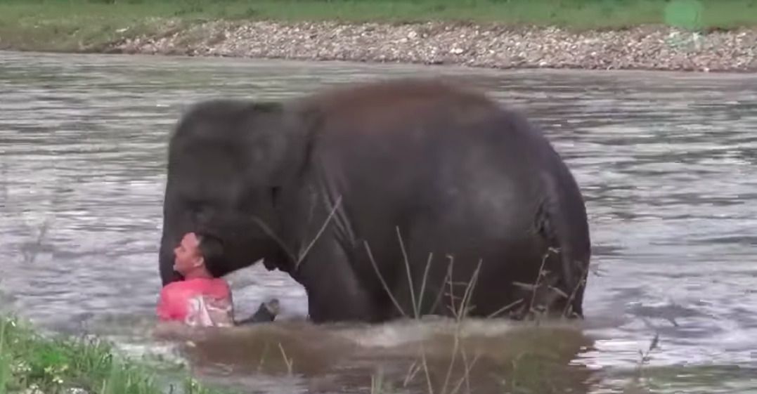 Жалісливе слоненя, яке врятувало чоловіка з річки, підкорило соцмережі. У Таїланді стався цікавий випадок.