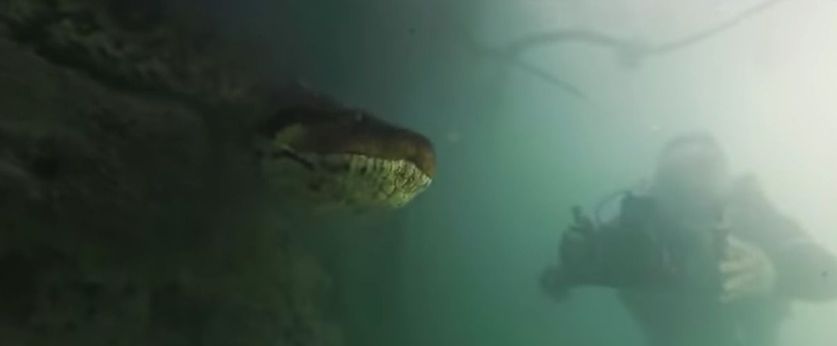Дайвери виявили на дні річки 7-метрову величезну анаконду і вирішили її познімати – дикі кадри. Сміливі дайвери!