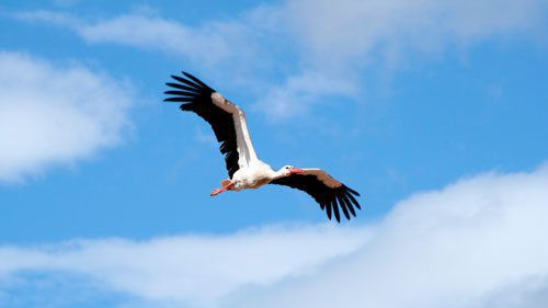 Цікаво знати: види птахів, які літають вище всіх. За мільйони років еволюції передні кінцівки птахів перетворилися в крила, що дозволило їм літати.