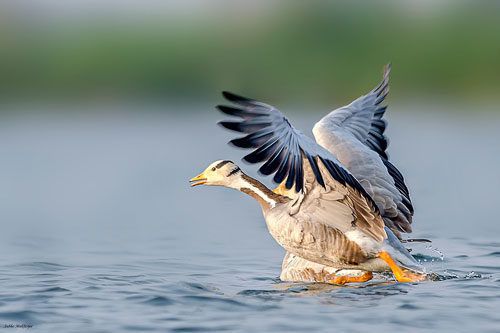 Цікаво знати: види птахів, які літають вище всіх. За мільйони років еволюції передні кінцівки птахів перетворилися в крила, що дозволило їм літати.