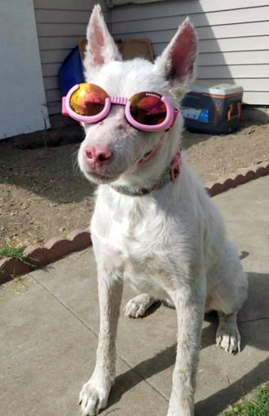 Собака, наче справжня модниця, виходить на прогулянку у сонцезахисних окулярах. Але це не просто аксесуар, а засіб для захисту її хворих очей. Не кожна людина зможе забезпечити цій собаці необхідний догляд.