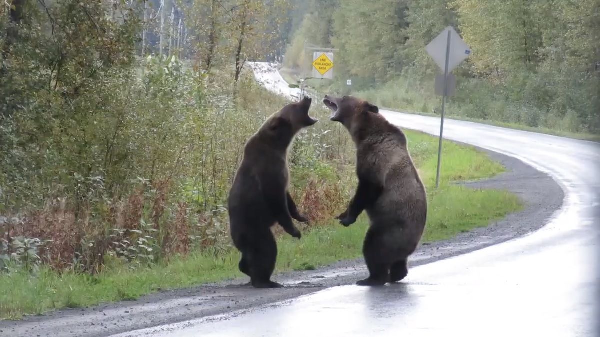 Два ведмеді не поділили територію і влаштували справжню бійку посеред проїжджої частини. І це не кадри з телепередачі про життя диких тварин, а реальне життя.