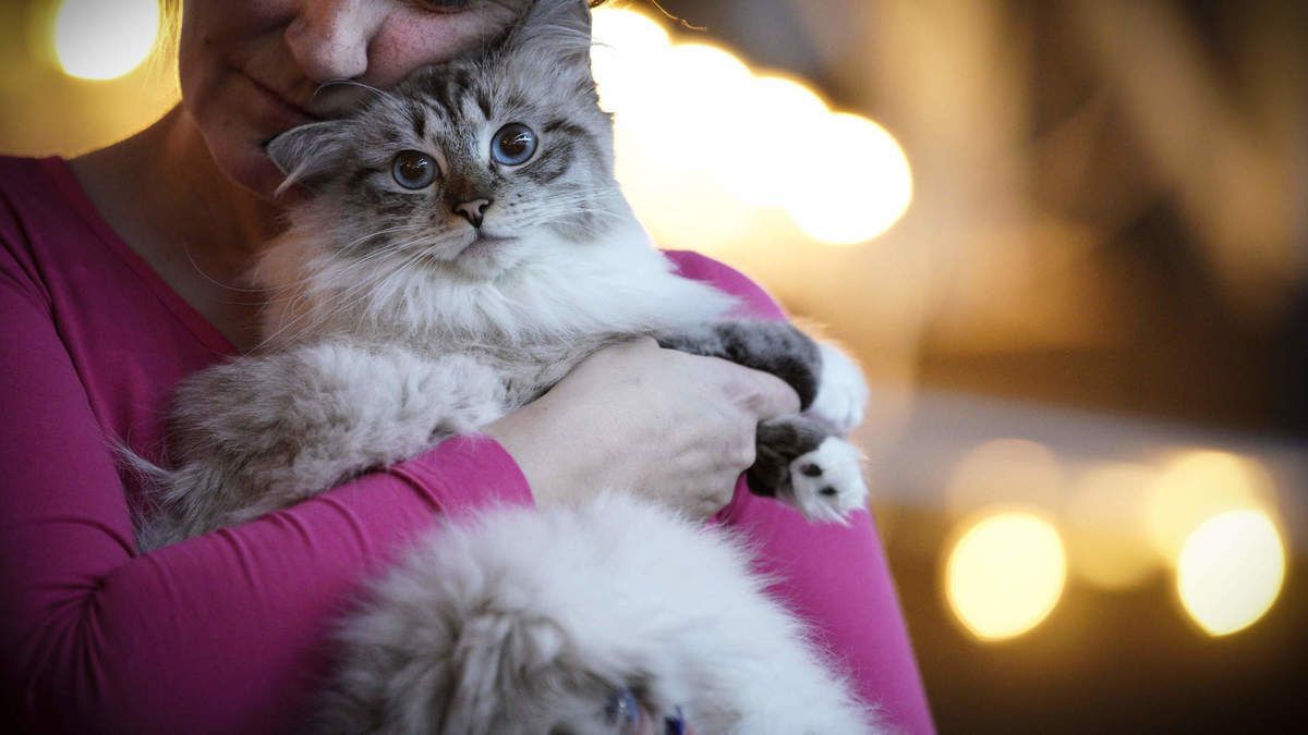 Вчені спростували міф про егоїзм кішок. Вченими було проведено дослідження, в якому взяло участь понад 50 кішок.