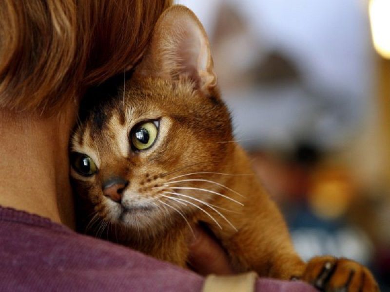 Дослідження: кішки прив'язані до господарів більше, ніж собаки. Вчені провели тести та з'ясували ступінь відданості кішок своїм господарям. Близько 65 відсотків тварин виявилися сильно прив'язані до людей.