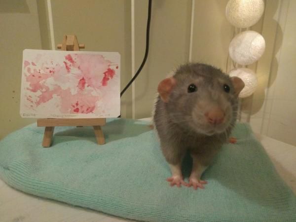 Домашній щур несподівано став художником і його картини знайшли своїх покупців. Навіть щури можуть мати хист до малювання.