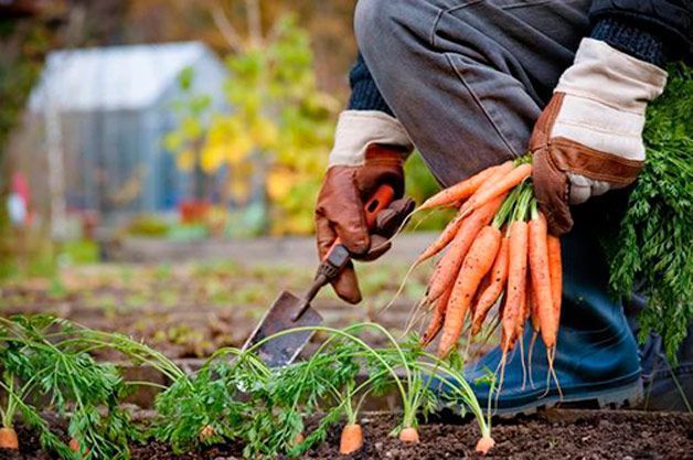 Як правильно зберігати взимку моркву: кращі і ефективніші способи зберігання моркви у погребі. Після тривалого літа у нас залишається не тільки маса вражень і бронзовий загар, але і велика кількість овочів і фруктів, які ми так старанно збирали.