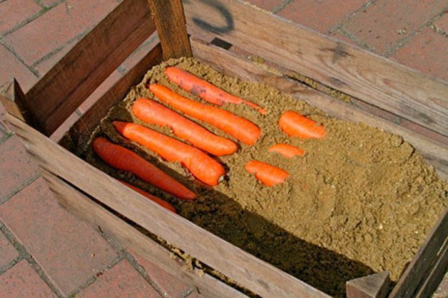Як правильно зберігати взимку моркву: кращі і ефективніші способи зберігання моркви у погребі. Після тривалого літа у нас залишається не тільки маса вражень і бронзовий загар, але і велика кількість овочів і фруктів, які ми так старанно збирали.