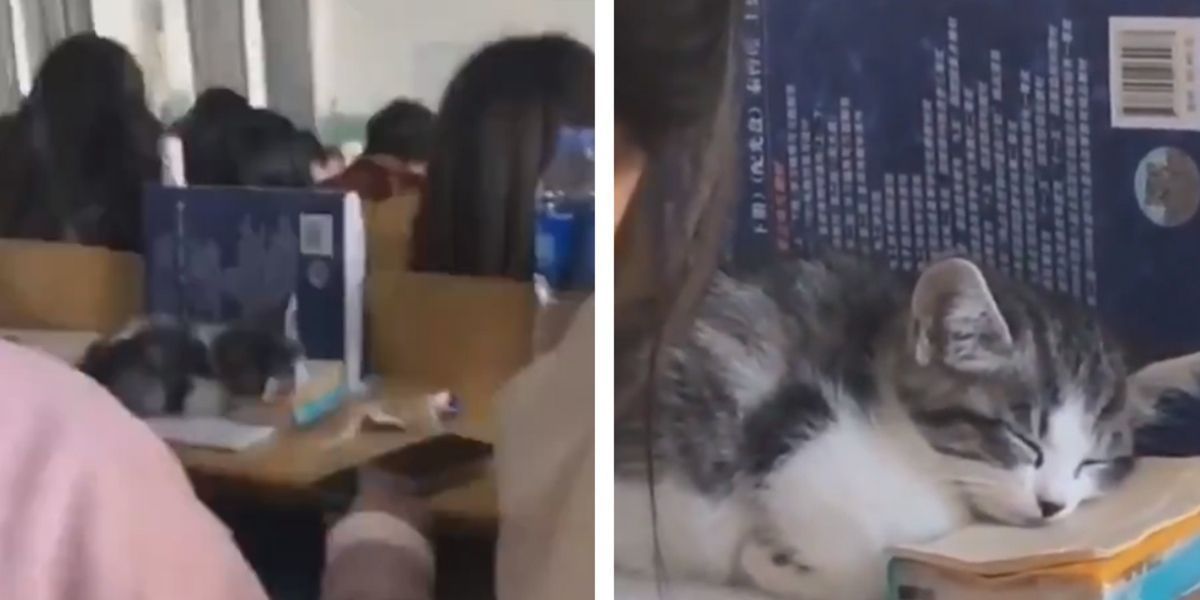 Миле кошеня вирішило відвідати лекцію для студентів і заснуло. Воно закохало в себе користувачів Мережі.