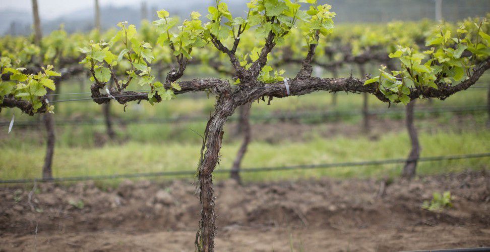 Живцювання: ефективний спосіб розмноження винограду. Живці винограду заготовляють восени, під час обрізування кущів.