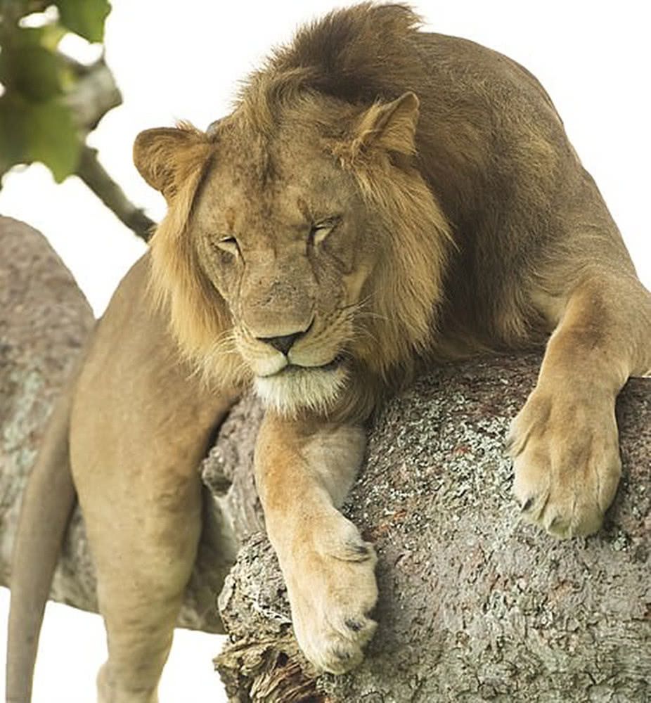 Леви такі "милі", коли відпочивають, розвалившись на гілках дерев. Леви відпочивають на деревах у національному парку Уганди.