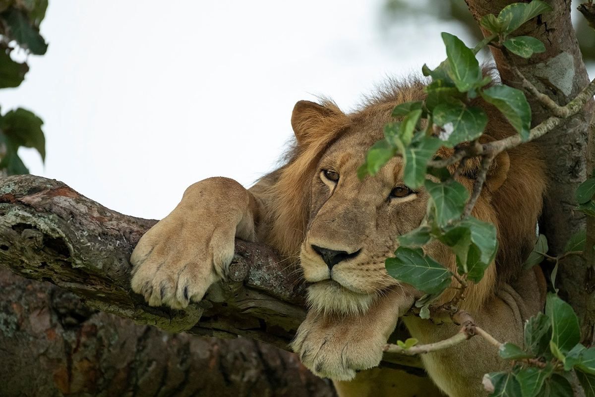 Леви такі "милі", коли відпочивають, розвалившись на гілках дерев. Леви відпочивають на деревах у національному парку Уганди.