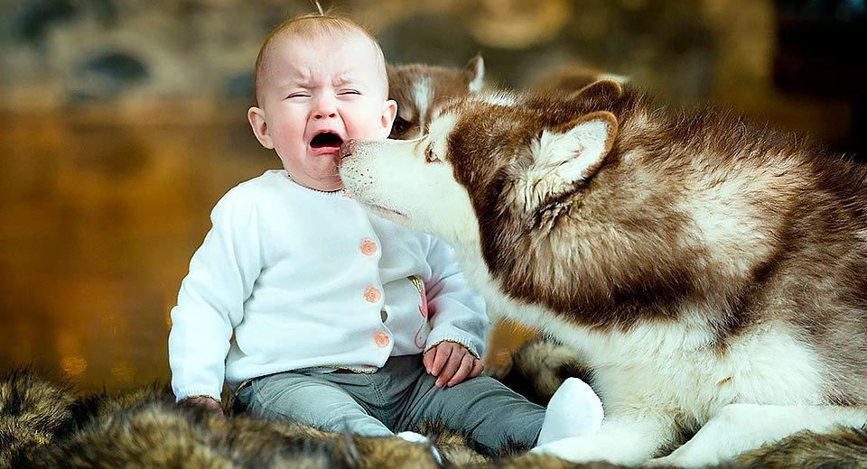 Найкраща нянька: пес без труднощів розвеселив дитину. Собака знає кращий рецепт від дитячого плачу.
