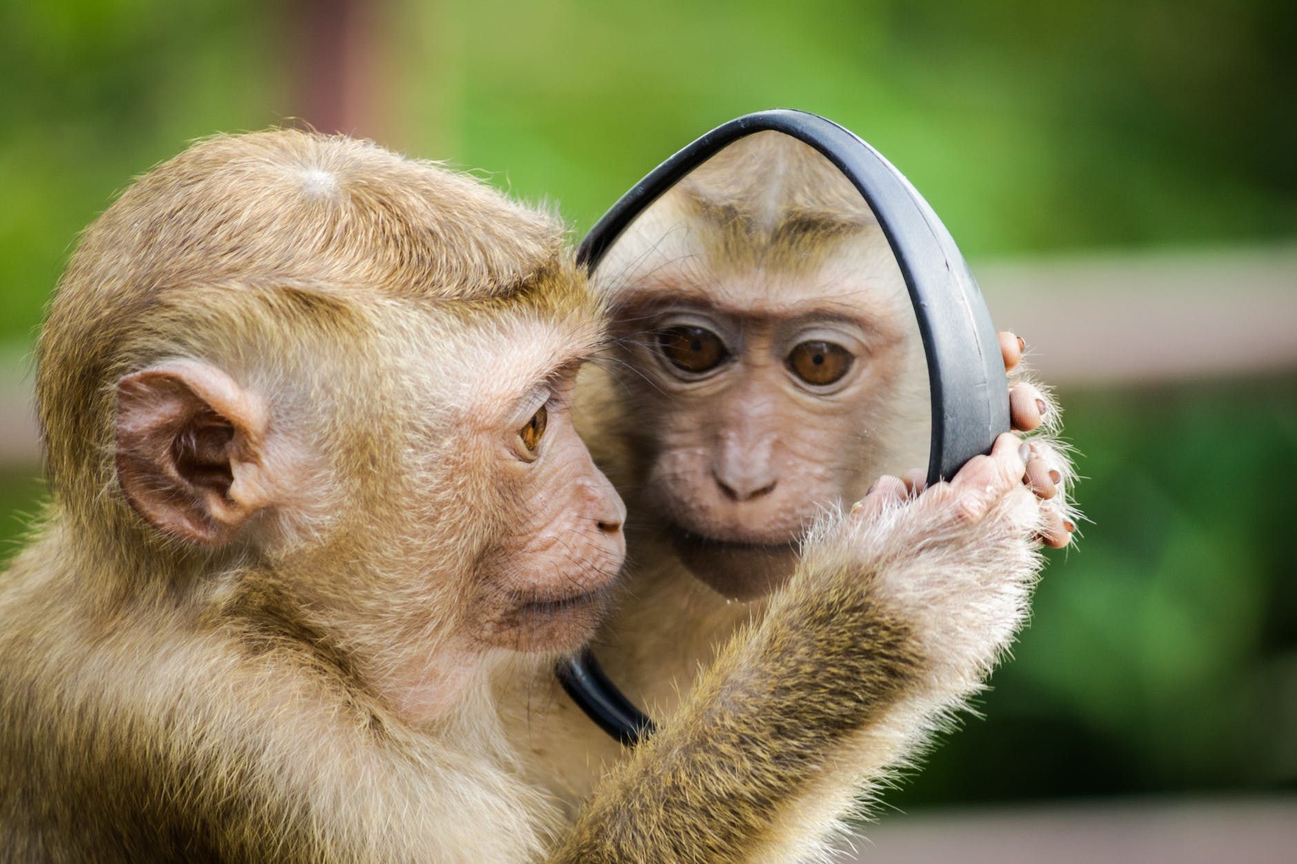 Що бачать у дзеркалі брати наші менші. Багато власників домашніх тварин переконані, що їх вихованці впізнають себе в дзеркалі.