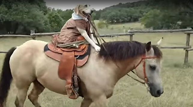 Лабрадор на ім'я Мейзі з Техасу навчився їздити верхи на коні. Не зовсім звичне уміння для собаки.
