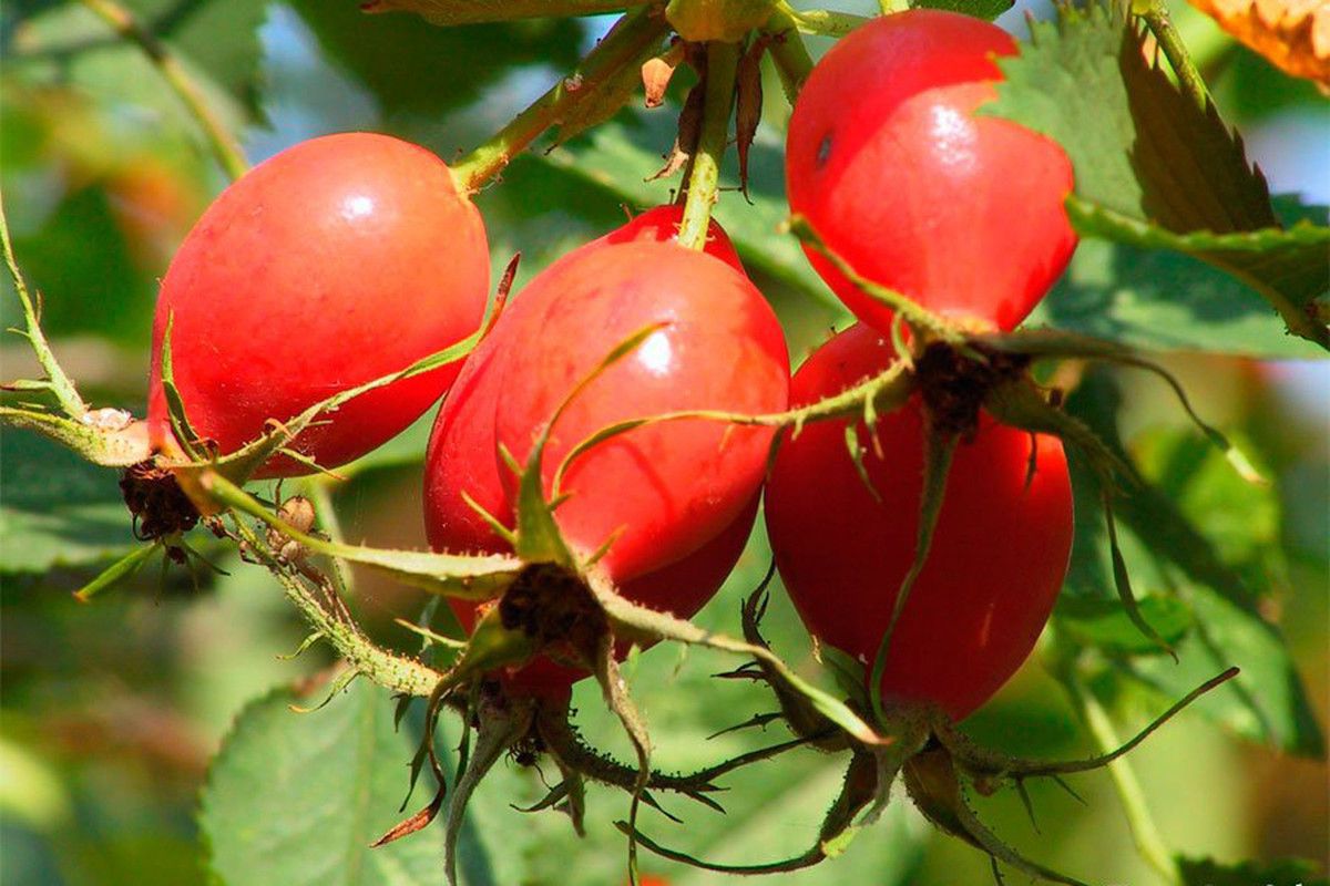 Аріна Шиповниця 1 жовтня: історія, традиції та прикмети свята. За повір'ям, зібрані в цей день ягоди шипшини, мають чудову властивість подвійної сили виліковувати від різних хвороб.