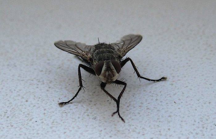 Навіщо мухи постійно труть лапками. Напевно багато хто бачив, як муха сидить десь відкрито і, не побоюючись людини, яка поблизу, потирає собі лапки. Чому вона так робить?