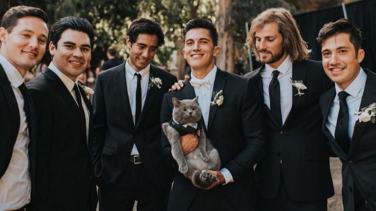 Кіт нареченого був запрошений на весілля у якості свідка і не підвів!. Кіт став героєм вечора, ставши свідком нареченого на весіллі.