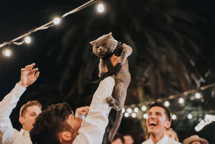 Кіт нареченого був запрошений на весілля у якості свідка і не підвів!. Кіт став героєм вечора, ставши свідком нареченого на весіллі.