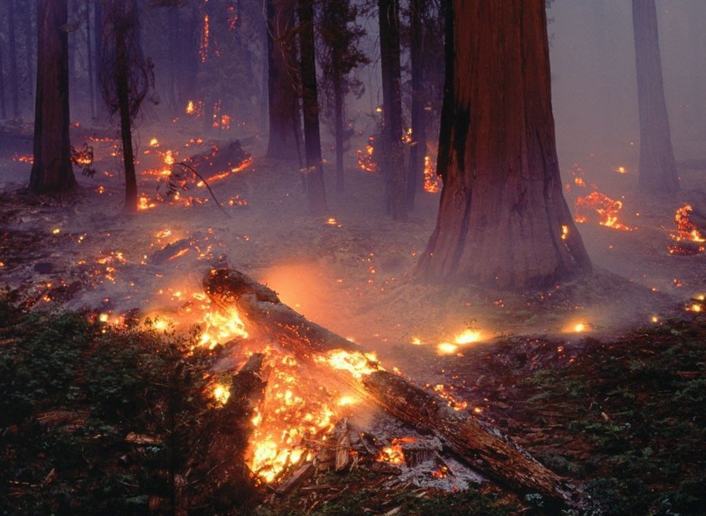 Вчені створили речовину для запобігання лісовим пожежам. Вчені розробили екологічно нешкідливу гелеподібну рідину, яка допомагає вогнезахисним складам довше зберігатися на рослинності.