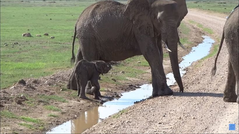 Відео про слоненя, яке дуже боїться води, але набирається мужності, щоб перейти невеличкий струмочок. Милий епізод з життя слонів.
