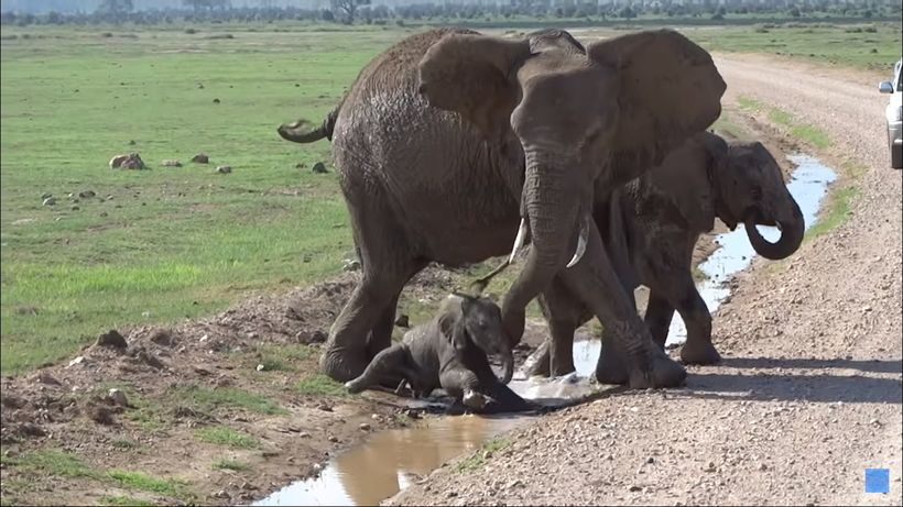 Відео про слоненя, яке дуже боїться води, але набирається мужності, щоб перейти невеличкий струмочок. Милий епізод з життя слонів.
