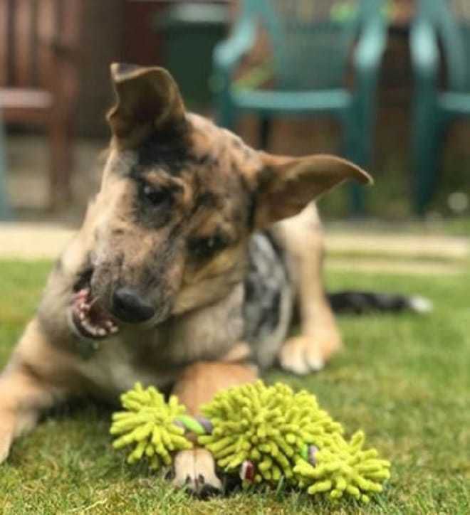 Симпатичне цуценя, яке викинули у Румунії, вижило і здійснило подорож в іншу країну. Його викинули разом з іншими собачками, але щеня знайшли добрі люди.