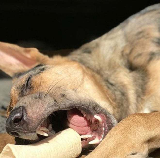 Симпатичне цуценя, яке викинули у Румунії, вижило і здійснило подорож в іншу країну. Його викинули разом з іншими собачками, але щеня знайшли добрі люди.