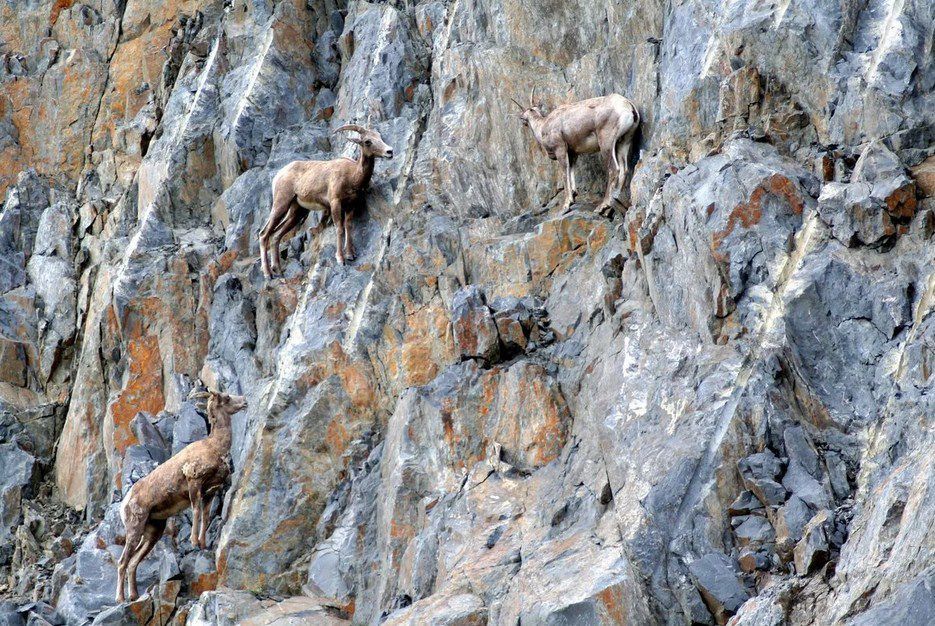 Завдяки чому гірські козли з такою легкістю пересуваються по скелях. Таке пересування викликає здивування.