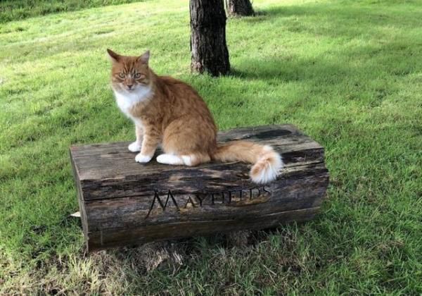 Рудий кіт вирішив знайти собі роботу на кладовищі. Але те, що він там робить, викликає повагу у всіх, хто про це дізнається. Котик Педді просто вважає за потрібне підтримувати людей у їх скорботі.