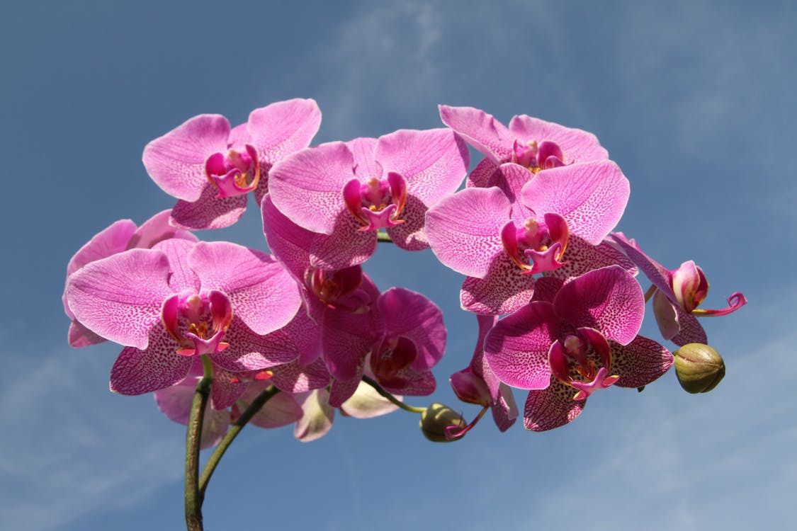 Як новачкові вибрати орхідею: корисні поради. Орхідеї сьогодні настільки популярні, що їх прагнуть завести навіть люди, не надто обізнані у квітникарстві.