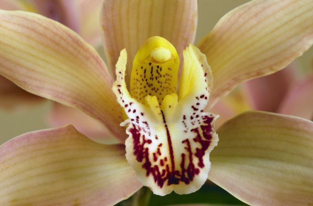Як новачкові вибрати орхідею: корисні поради. Орхідеї сьогодні настільки популярні, що їх прагнуть завести навіть люди, не надто обізнані у квітникарстві.