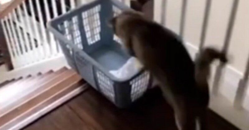 Винахідливий кіт з Пенсільванії знайшов новий спосіб спускатися сходами. Вражаючий маневр!
