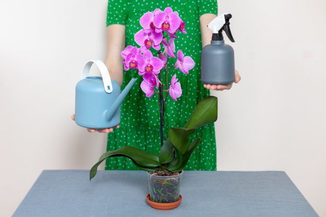 Ці 9 ваших дій можуть знищити орхідею. Іноді ми самі можемо знищити ці квіти.