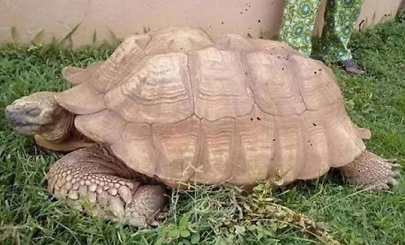 Померла найстаріша черепаха на Землі у віці 344 років. Плазун з'явився на світ в кінці XVII століття. Він є ровесником російського імператора Петра I.