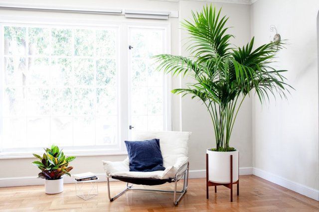 Велетні у квартирі: як обрати такі кімнатні рослини