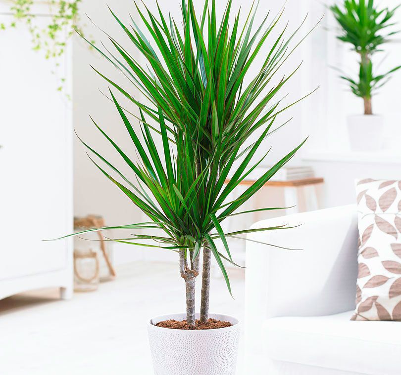 Велетні у квартирі: як обрати такі кімнатні рослини. Великі кімнатні рослини прийдуть на допомогу, коли знадобиться розділити простір або створити яскравий акцент.