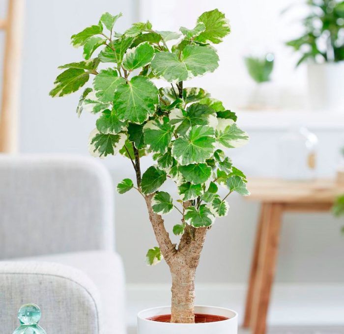 Велетні у квартирі: як обрати такі кімнатні рослини. Великі кімнатні рослини прийдуть на допомогу, коли знадобиться розділити простір або створити яскравий акцент.