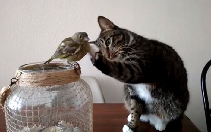 Миле відео: кіт м'якою лапкою вирішив погладити пташку. Ніхто з пернатих під час зйомок не постраждав.