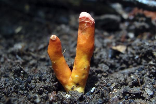 Вчені знайшли гриби, які можуть отруїти людей тільки одним дотиком. А найголовніше, що своїм зовнішнім виглядом вони нагадують звичайну морквину.