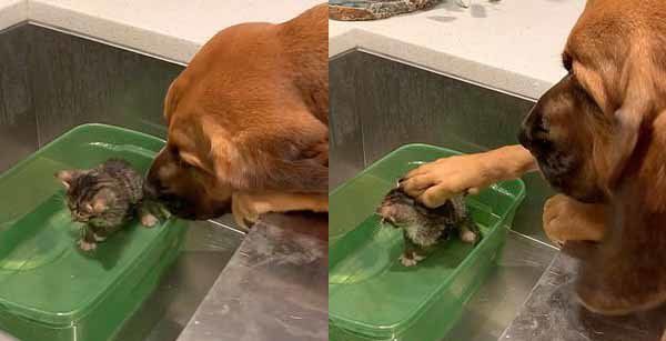 Наймиліше відео, яке тільки можна побачити: велика собака гладить по голівці маленьке кошеня. Велика собака заспокоює кошеня, що приймає першу ванну в новому будинку.