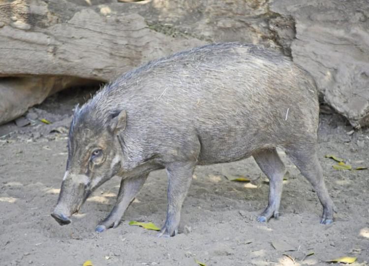 У паризькому зоопарку свиня вперше освоїла палицю для роботи. Тепер вони порозумнішають, як люди?